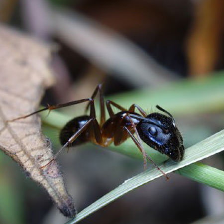 Kruipende insecten bestrijden - Plaagdierbeheersing Nederland - Uw specialist in preventie en bestrijding van kruipende insecten.