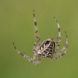 Spinnen overlast? - Plaagdierbeheersing Nederland